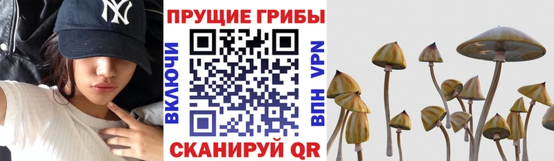Псилоцибиновые грибы MAGIC MUSHROOMS  купить наркотики цена  Курчатов 